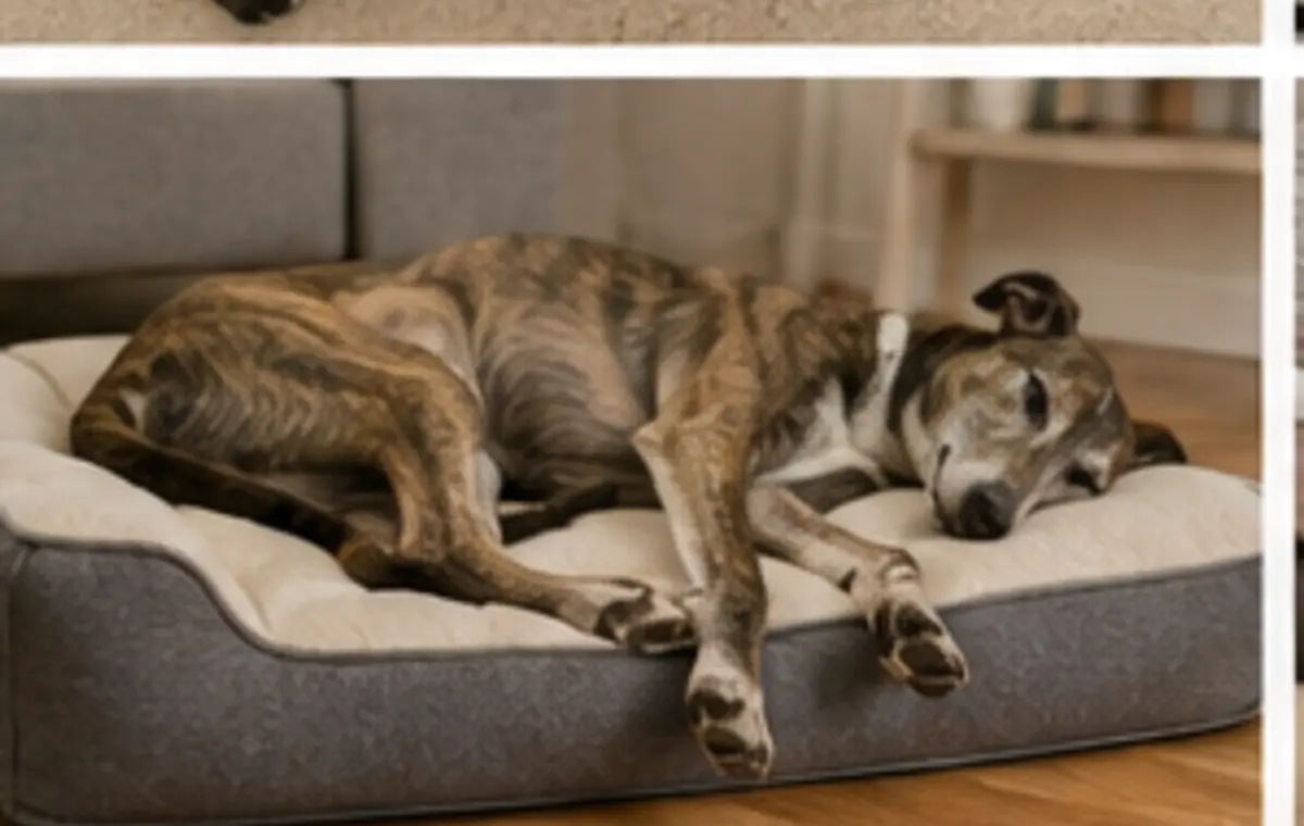 Rainy-Day Dog Walks: Comfort and Paw Care: safe everyday setup